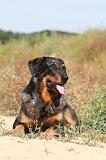 BEAUCERON 294